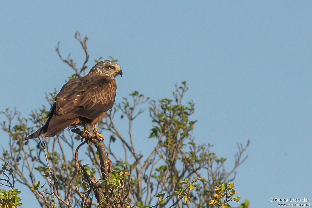 Black Kite