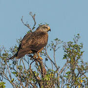 Black Kite