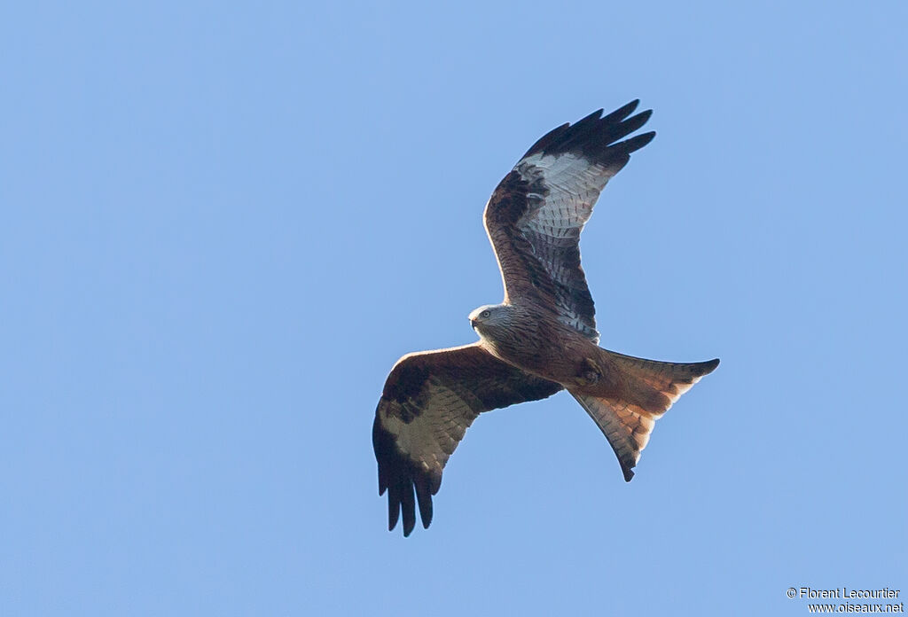 Red Kite