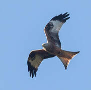 Red Kite