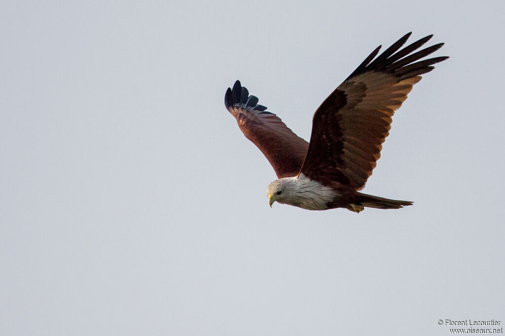 Brahminy Kite