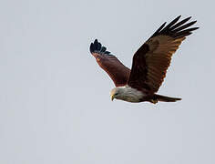 Brahminy Kite