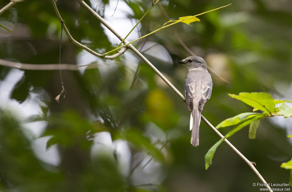 Minivet cendré