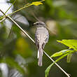 Minivet cendré
