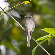 Ashy Minivet