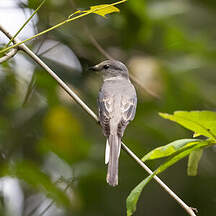 Ashy Minivet