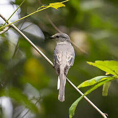 Minivet cendré