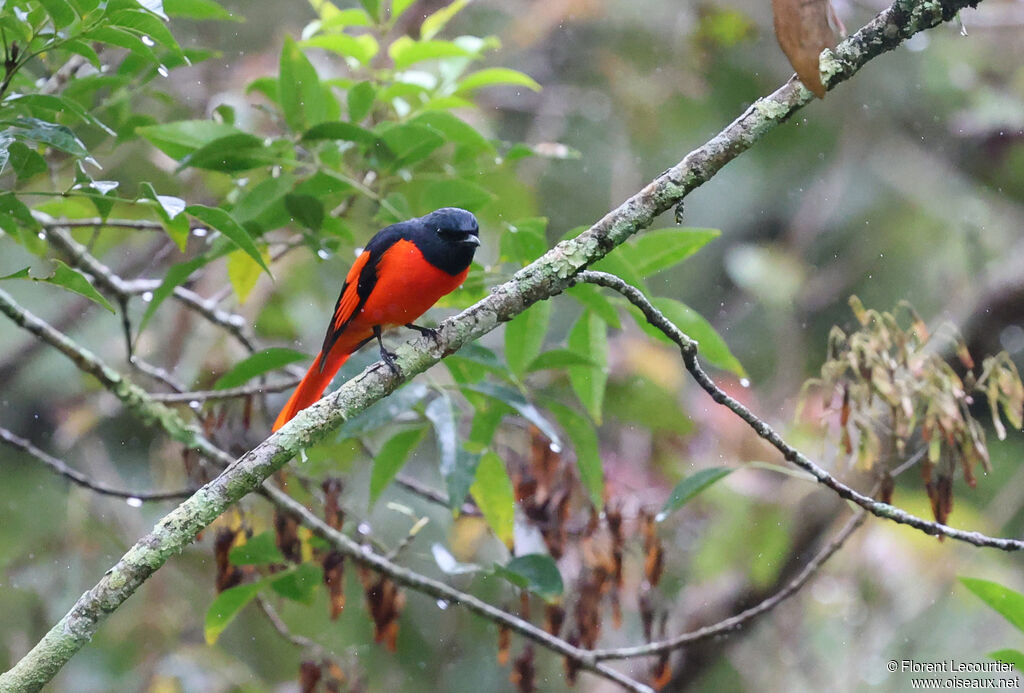 Minivet écarlate mâle
