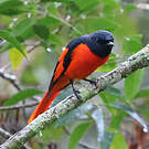 Minivet écarlate