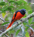 Minivet écarlate