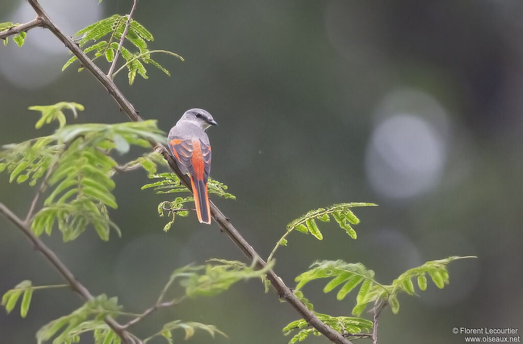 Rosy Minivet male