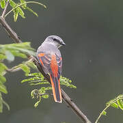 Minivet rose