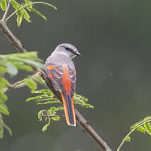 Minivet rose