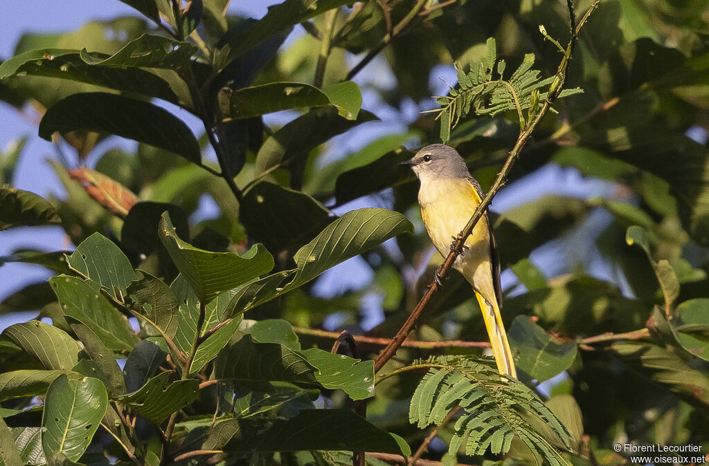 Rosy Minivet female adult