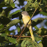 Rosy Minivet