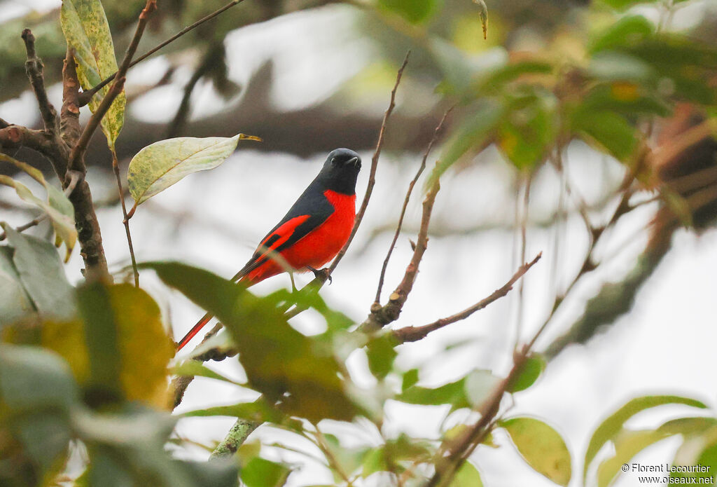 Minivet rouge