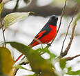 Minivet rouge