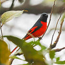 Minivet rouge