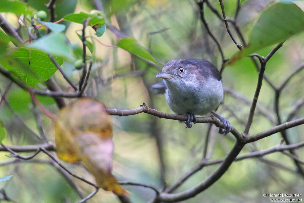 Blue-winged Minla