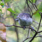 Blue-winged Minla