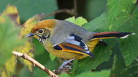 Minla à gorge striée