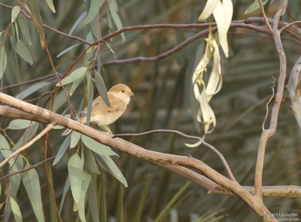 Desert Sparrow