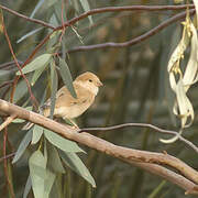 Moineau blanc