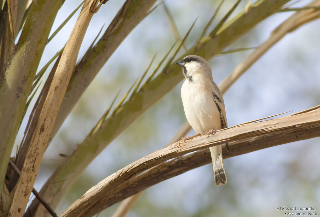 Moineau blanc mâle