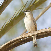 Desert Sparrow