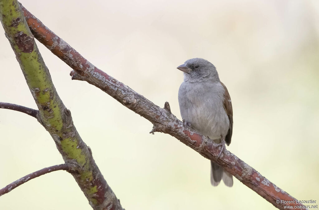 Swainson's Sparrow