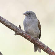 Swainson's Sparrow