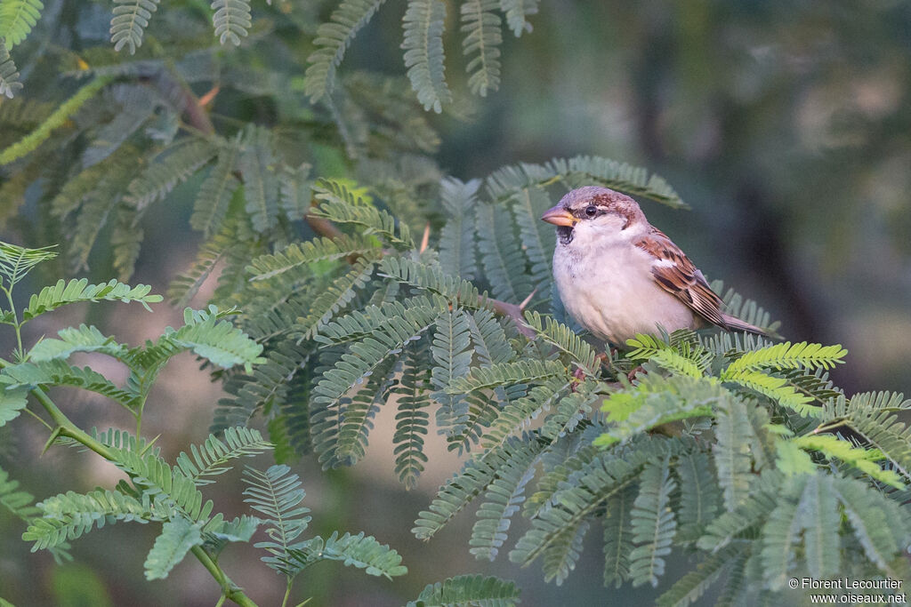 Moineau domestique mâle