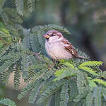 Moineau domestique