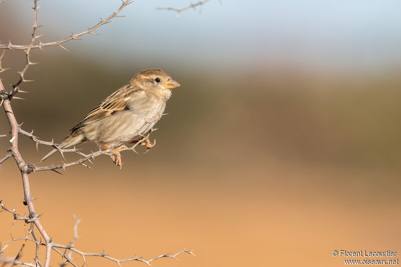 Spanish Sparrow female