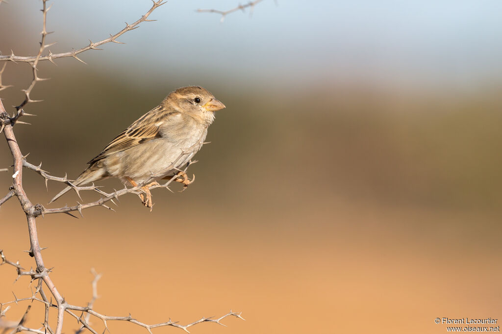 Moineau espagnol femelle