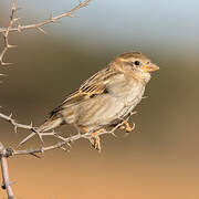 Spanish Sparrow