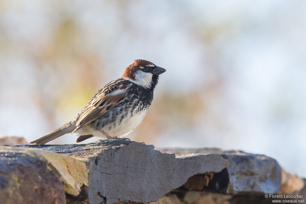 Moineau espagnol mâle adulte nuptial