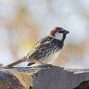 Spanish Sparrow