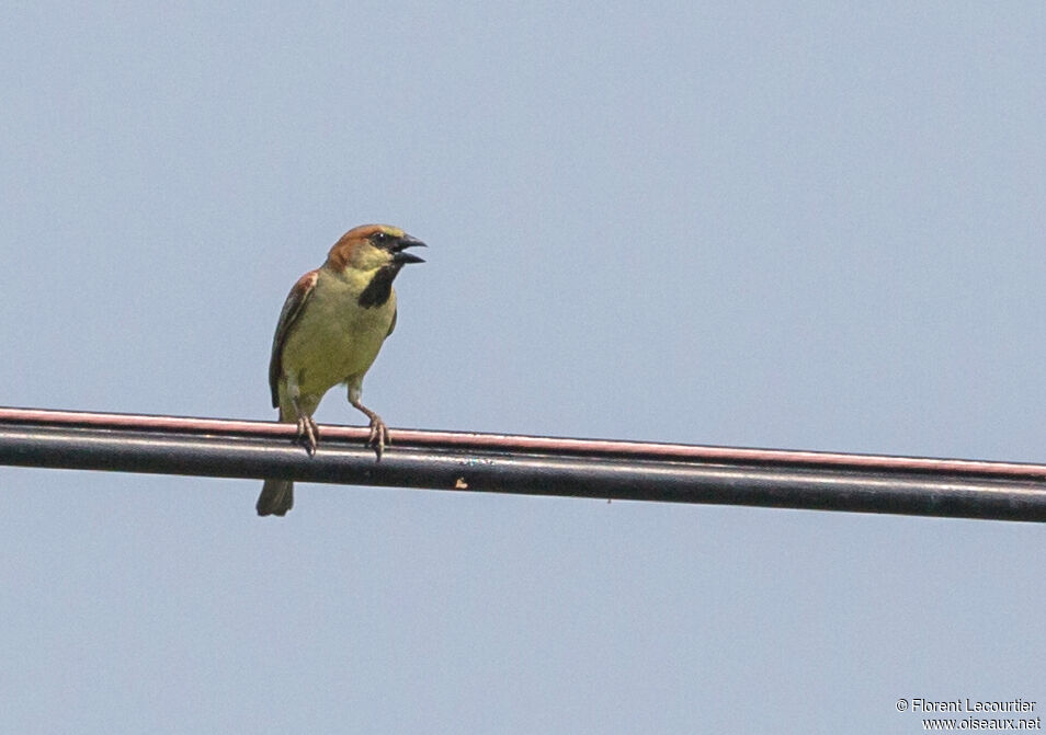 Moineau flavéole