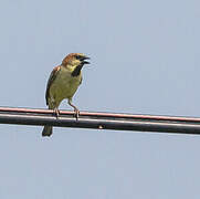 Plain-backed Sparrow