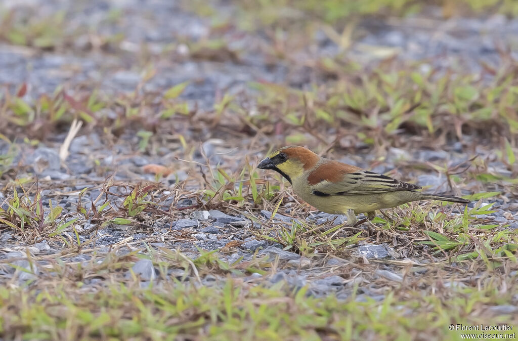 Plain-backed Sparrow male