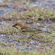 Plain-backed Sparrow