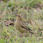 Moineau flavéole