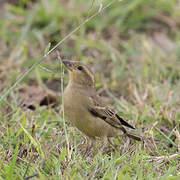 Plain-backed Sparrow