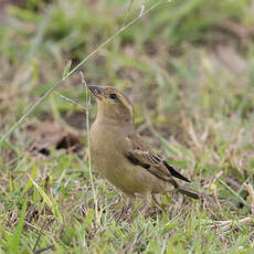 Moineau flavéole