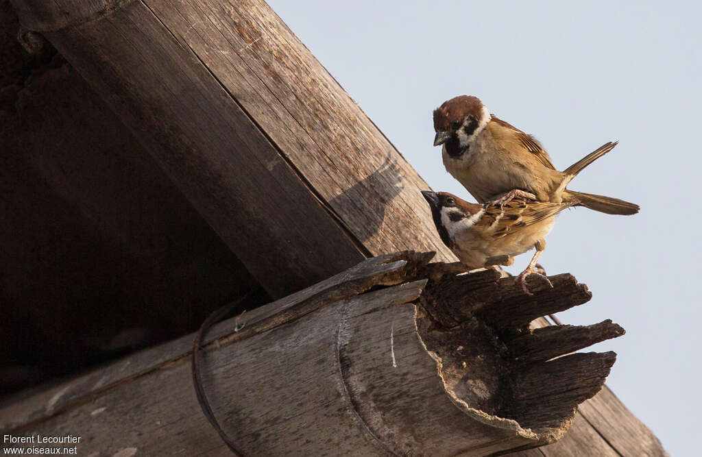 Moineau friquetadulte nuptial, accouplement.