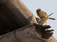 Eurasian Tree Sparrow