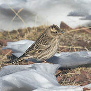 Rock Sparrow