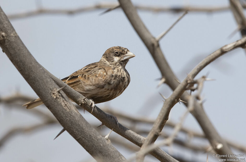 Chestnut-backed Sparrow-Lark female