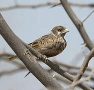 Chestnut-backed Sparrow-Lark